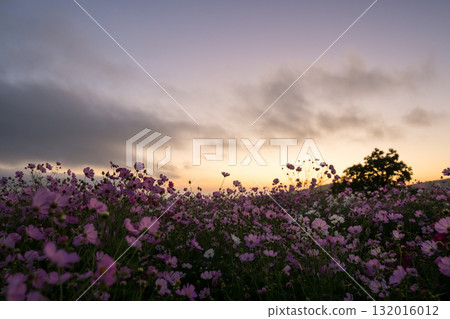 Colorful autumn cherry blossoms that shine in the evening when the autumn flowers cosmos are in full bloom 132016012