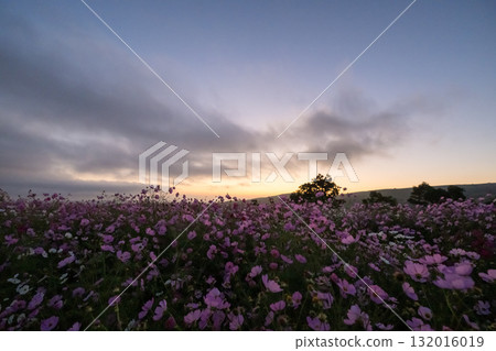 Colorful autumn cherry blossoms that shine in the evening when the autumn flowers cosmos are in full bloom Colorful autumn cherry blossoms that shine in the evening when the autumn flowers cosmos are in full bloom 132016019