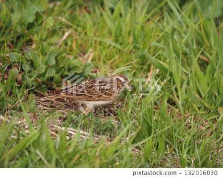A skylark searching for food on the bank of the Arakawa River in spring A skylark searching for food on the bank of the Arakawa River in spring 132016030