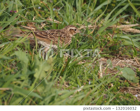 A skylark searching for food on the bank of the Arakawa River in spring 132016032