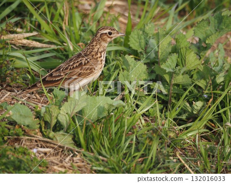 A skylark searching for food on the bank of the Arakawa River in spring A skylark searching for food on the bank of the Arakawa River in spring 132016033