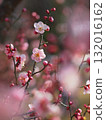 Pink plum blossoms 132016162