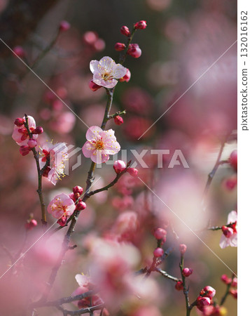 Pink plum blossoms 132016162