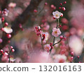 Pink plum blossoms 132016163