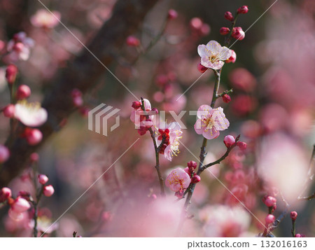 Pink plum blossoms Pink plum blossoms 132016163