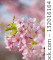 Kawazu cherry blossoms in full bloom 132016164