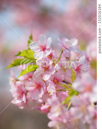 Kawazu cherry blossoms in full bloom 132016164