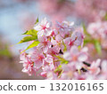 Kawazu cherry blossoms in full bloom 132016165