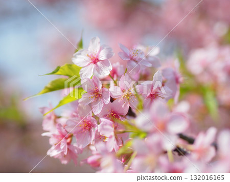 Kawazu cherry blossoms in full bloom 132016165