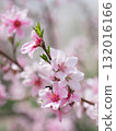 Almond flowers in full bloom 132016166
