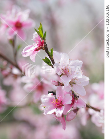 Almond flowers in full bloom Almond flowers in full bloom 132016166