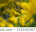 Mimosa flowers in full bloom 132016167