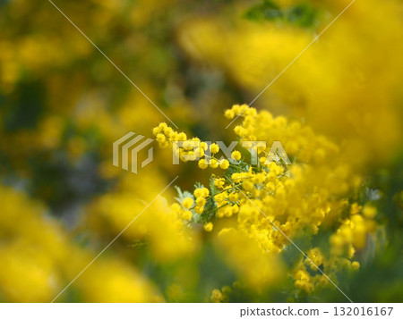 Mimosa flowers in full bloom Mimosa flowers in full bloom 132016167
