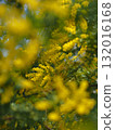 Mimosa in full bloom 132016168