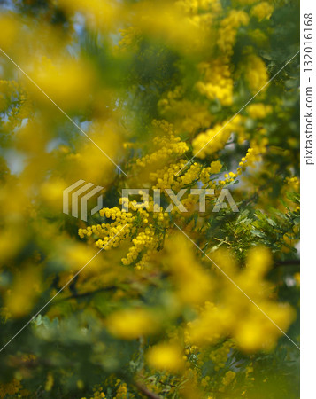 盛開的含羞草 132016168