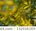 Mimosa in full bloom 132016169