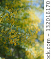Buds of mimosa 132016170