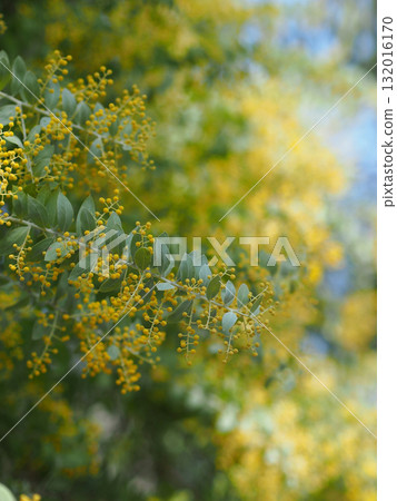 Buds of mimosa 132016170