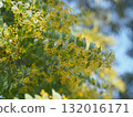 Buds of mimosa 132016171
