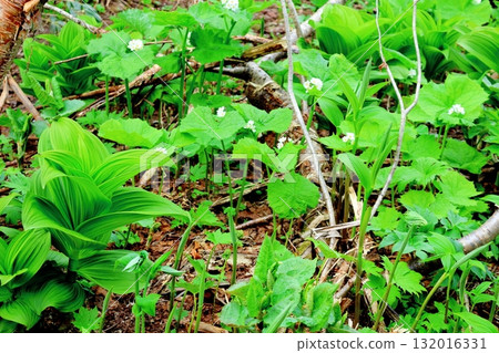 Tsugaike Nature Park in June, Part 2 Tsugaike Nature Park in Spring Nature of Shinshu Scenery of Shinshu 132016331