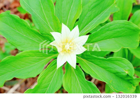 Tsugaike Nature Park in June, Part 2 Tsugaike Nature Park in Spring Nature of Shinshu Scenery of Shinshu Tsugaike Nature Park in June, Part 2 Tsugaike Nature Park in Spring Nature of Shinshu Scenery of Shinshu 132016339