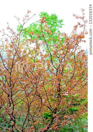 六月的栂池自然公園(其二) 春天的梔池自然公園 信州的自然風光 信州的風景 六月的栂池自然公園(其二) 春天的梔池自然公園 信州的自然風光 信州的風景 132016354