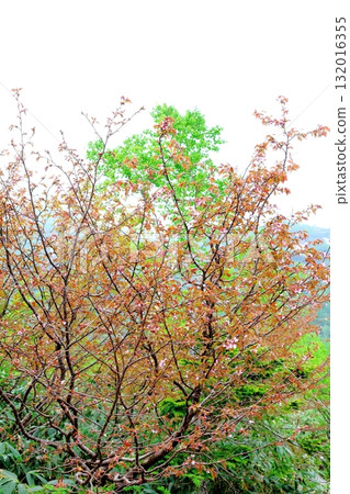 六月的栂池自然公園(其二) 春天的梔池自然公園 信州的自然風光 信州的風景 六月的栂池自然公園(其二) 春天的梔池自然公園 信州的自然風光 信州的風景 132016355