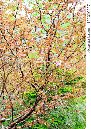 六月的栂池自然公園(其二) 春天的梔池自然公園 信州的自然風光 信州的風景 六月的栂池自然公園(其二) 春天的梔池自然公園 信州的自然風光 信州的風景 132016357