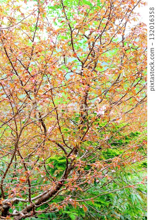 Tsugaike Nature Park in June, Part 2 Tsugaike Nature Park in Spring Nature of Shinshu Scenery of Shinshu Tsugaike Nature Park in June, Part 2 Tsugaike Nature Park in Spring Nature of Shinshu Scenery of Shinshu 132016358