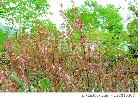六月的栂池自然公園(其二) 春天的梔池自然公園 信州的自然風光 信州的風景 六月的栂池自然公園(其二) 春天的梔池自然公園 信州的自然風光 信州的風景 132016368