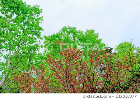 Tsugaike Nature Park in June, Part 2 Tsugaike Nature Park in Spring Nature of Shinshu Scenery of Shinshu Tsugaike Nature Park in June, Part 2 Tsugaike Nature Park in Spring Nature of Shinshu Scenery of Shinshu 132016377