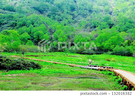 Tsugaike Nature Park in June, Part 2 Tsugaike Nature Park in Spring Nature of Shinshu Scenery of Shinshu Tsugaike Nature Park in June, Part 2 Tsugaike Nature Park in Spring Nature of Shinshu Scenery of Shinshu 132016382