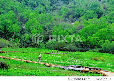 Tsugaike Nature Park in June, Part 2 Tsugaike Nature Park in Spring Nature of Shinshu Scenery of Shinshu 132016385