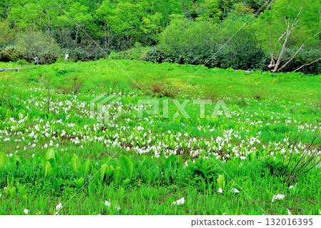 Tsugaike Nature Park in June, Part 2 Tsugaike Nature Park in Spring Nature of Shinshu Scenery of Shinshu Tsugaike Nature Park in June, Part 2 Tsugaike Nature Park in Spring Nature of Shinshu Scenery of Shinshu 132016395