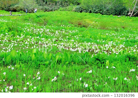 六月的栂池自然公園(其二) 春天的梔池自然公園 信州的自然風光 信州的風景 六月的栂池自然公園(其二) 春天的梔池自然公園 信州的自然風光 信州的風景 132016396