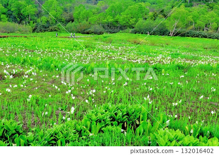 Tsugaike Nature Park in June, Part 2 Tsugaike Nature Park in Spring Nature of Shinshu Scenery of Shinshu 132016402