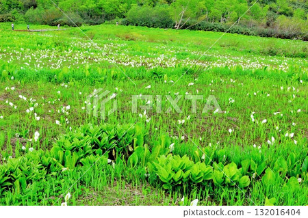 六月的栂池自然公園（其二） 春天的梔池自然公園 信州的自然風光 信州的風景 132016404