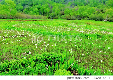 六月的栂池自然公園(其二) 春天的梔池自然公園 信州的自然風光 信州的風景 六月的栂池自然公園(其二) 春天的梔池自然公園 信州的自然風光 信州的風景 132016407
