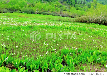 六月的栂池自然公園（其二） 春天的梔池自然公園 信州的自然風光 信州的風景 132016412