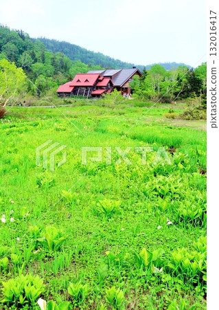 Tsugaike Nature Park in June, Part 2 Tsugaike Nature Park in Spring Nature of Shinshu Scenery of Shinshu Tsugaike Nature Park in June, Part 2 Tsugaike Nature Park in Spring Nature of Shinshu Scenery of Shinshu 132016417