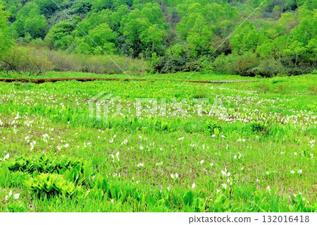 Tsugaike Nature Park in June, Part 2 Tsugaike Nature Park in Spring Nature of Shinshu Scenery of Shinshu Tsugaike Nature Park in June, Part 2 Tsugaike Nature Park in Spring Nature of Shinshu Scenery of Shinshu 132016418