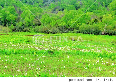 Tsugaike Nature Park in June, Part 2 Tsugaike Nature Park in Spring Nature of Shinshu Scenery of Shinshu Tsugaike Nature Park in June, Part 2 Tsugaike Nature Park in Spring Nature of Shinshu Scenery of Shinshu 132016419