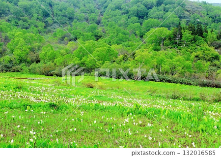 六月的栂池自然公園(其二) 春天的梔池自然公園 信州的自然風光 信州的風景 六月的栂池自然公園(其二) 春天的梔池自然公園 信州的自然風光 信州的風景 132016585