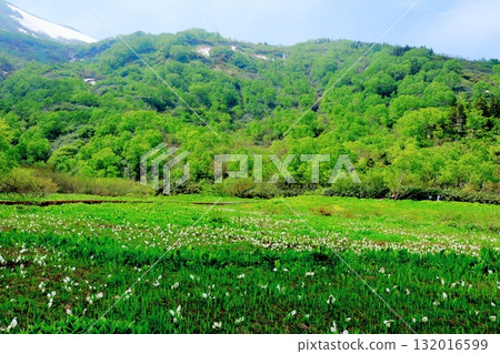 Tsugaike Nature Park in June, Part 2 Tsugaike Nature Park in Spring Nature of Shinshu Scenery of Shinshu 132016599