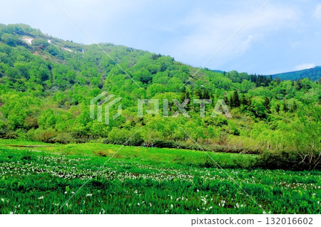 Tsugaike Nature Park in June, Part 2 Tsugaike Nature Park in Spring Nature of Shinshu Scenery of Shinshu Tsugaike Nature Park in June, Part 2 Tsugaike Nature Park in Spring Nature of Shinshu Scenery of Shinshu 132016602