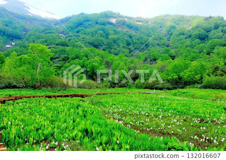 Tsugaike Nature Park in June, Part 2 Tsugaike Nature Park in Spring Nature of Shinshu Scenery of Shinshu 132016607