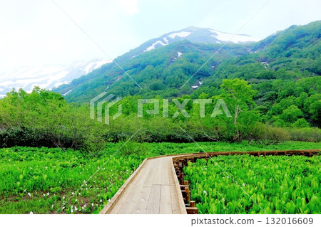 Tsugaike Nature Park in June, Part 2 Tsugaike Nature Park in Spring Nature of Shinshu Scenery of Shinshu Tsugaike Nature Park in June, Part 2 Tsugaike Nature Park in Spring Nature of Shinshu Scenery of Shinshu 132016609