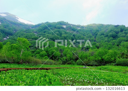 Tsugaike Nature Park in June, Part 2 Tsugaike Nature Park in Spring Nature of Shinshu Scenery of Shinshu Tsugaike Nature Park in June, Part 2 Tsugaike Nature Park in Spring Nature of Shinshu Scenery of Shinshu 132016613