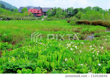 Tsugaike Nature Park in June, Part 2 Tsugaike Nature Park in Spring Nature of Shinshu Scenery of Shinshu Tsugaike Nature Park in June, Part 2 Tsugaike Nature Park in Spring Nature of Shinshu Scenery of Shinshu 132016648
