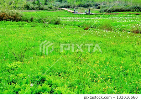 六月的栂池自然公園(其二) 春天的梔池自然公園 信州的自然風光 信州的風景 六月的栂池自然公園(其二) 春天的梔池自然公園 信州的自然風光 信州的風景 132016660